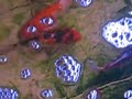 New Hi Utsuri In My Pond New Hi Utsuri In My Pond