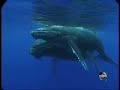 ABC's World News Webcast has this Clayton Sandell report on the new danger facing the world's oceans thanks to global warming: the oceans are not only becoming warmer, they're more acidic.