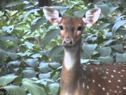 grand national results