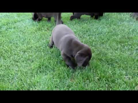 Chocolate Lab Puppies For Sale