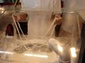Amazing korean dessert making