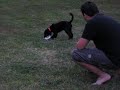 Dogbook Movie: piper and rope