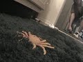 loud music crab