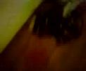 brfswh