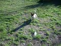 confused dog who thinks hes antelope