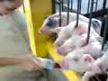Alimentando al cerdito