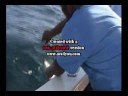 San Jose A.wmv San Jose A.wmv