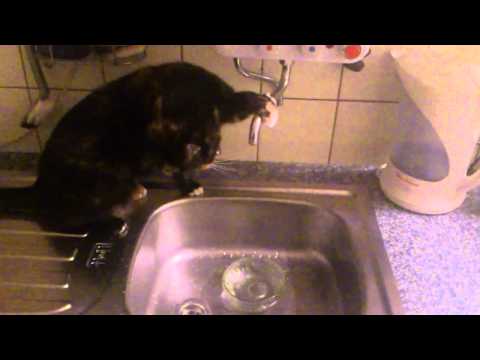 Cat with Drinking Problems