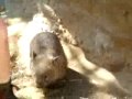 wombat wombat
