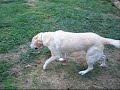 Yes, Bo is old, but he has never really acted OLD. He is always been a tad crazy, VERY HYPER, and now, add in some old age dementia and what do you get? An active senile dog LOLHe will still play ball, but most of the time he just runs around. I think because he can't remember if he is getting or retrieving the ball anymore. The game of 