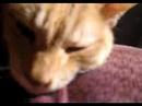 Chibi April20th2008Youtube(ユーチューブ・ゆーちゅーぶ)・Dailymotion動画