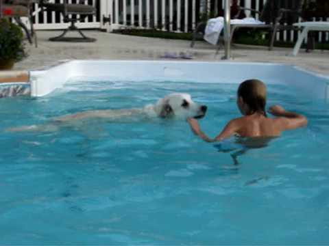 great pyrenees