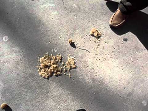 how to harvest sycamore seeds