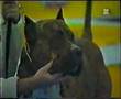Presa Canario - Madrid - somwhere in 90's