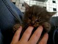 Polydactyl Kittens