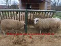 spinvis - wespen op de appeltaart