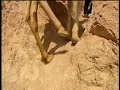 Saba Douglas-Hamilton leading a camel