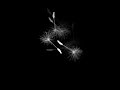 Dandelion Dandelion