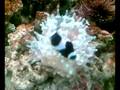 clown fish and sea anemone
