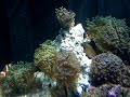 Meu Reef 