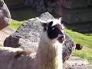 Llama at Machu Picchu