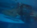 Splish-splash-Crazy-