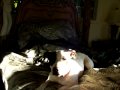 Female Lady Pit vs Female GodScilla in Bed!