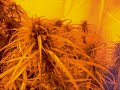 indica and sativa 3 indica and sativa 3