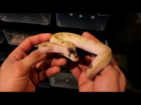 how to properly pick up a ball python