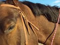 my Horse and I