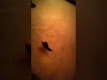 Bird protects its owner