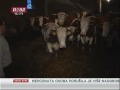 Bajmok: Krave znaju svoja imena