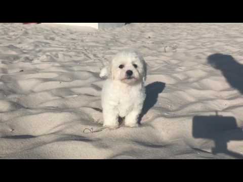 Georgie loves playing and being around his family