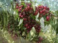 Cerezas - Piornal - Valle del Jerte