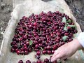 Cerezas - Piornal - Valle del Jerte