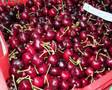 Cerezas - Piornal - Valle del Jerte