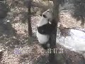 Tai Shan - More Sillyness
