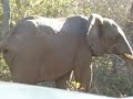 Herd of Elephants