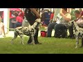 Click here to watch this video WORLD CLUB WINNER ANIF 19.5.2012 - Champion cl.( 9 females with Excellent from 12 fem.)