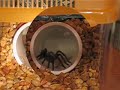 Tarantula feeding dance (Aphonopelma anax) Tarantula feeding dance (Aphonopelma anax)