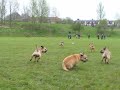 Terrier Racing 3, They\ Terrier Racing 3, They\
