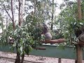 Lone Pine Koalas in Action 2 - Lone Pine Sanctuary, Koalas
