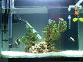 My Aquarium (03/02/2009) 