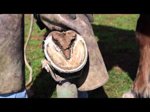 how to trim horse hooves