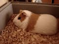 guinea pig
