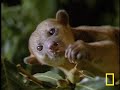 what in the world is a kinkajou?