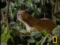 what in the world is a kinkajou?