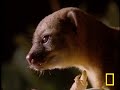 what in the world is a kinkajou?