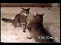 videos de Gatos Engraçados(funny cats)