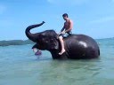 Riding an Elephant on Krabi Beach, Thailand